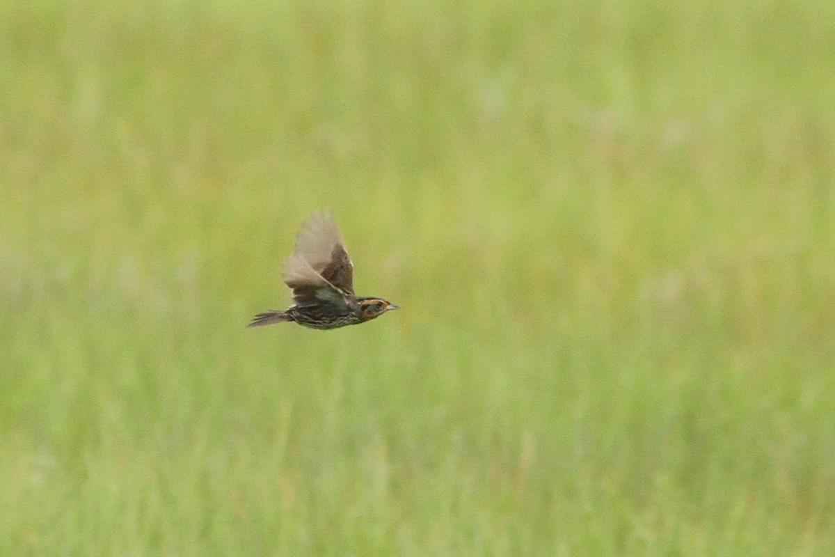 Saltmarsh Sparrow - ML30526791