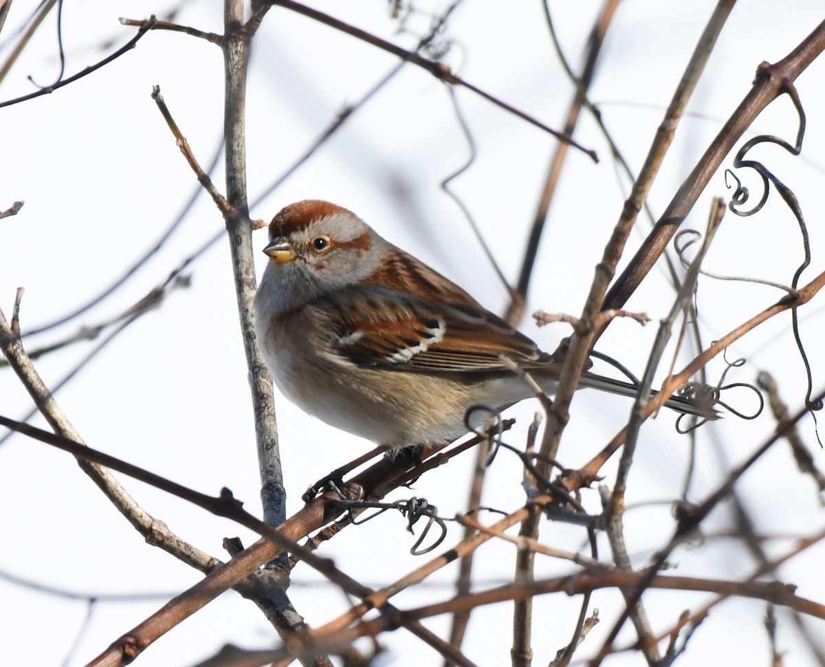 American Tree Sparrow - ML305276191