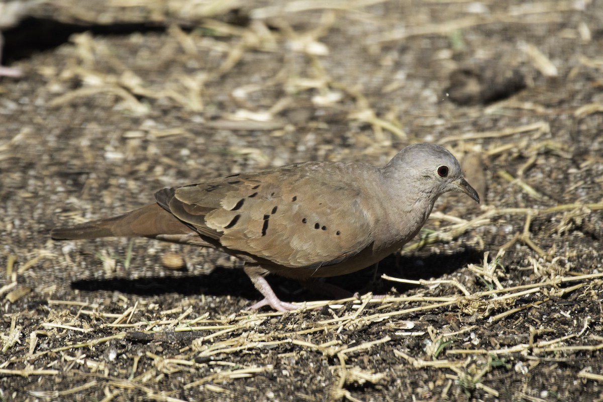Ruddy Ground Dove - ML305278271