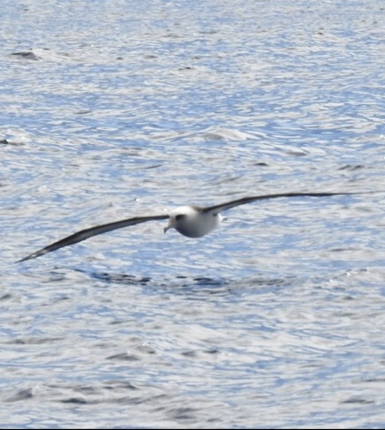 Laysan Albatross - Ron Pozzi