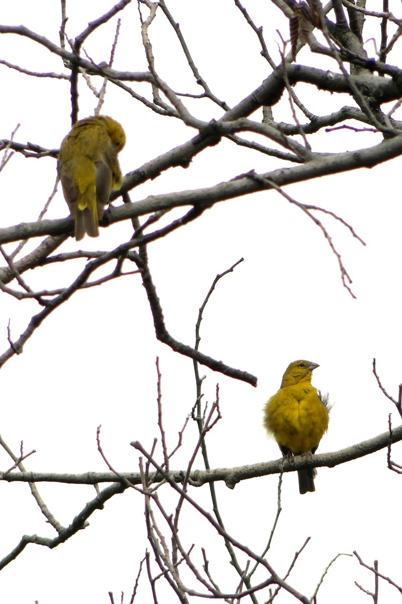Puna Yellow-Finch - ML30528241