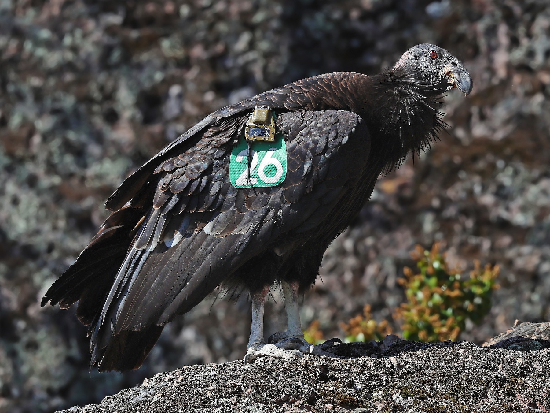 California Condor - Matt Davis