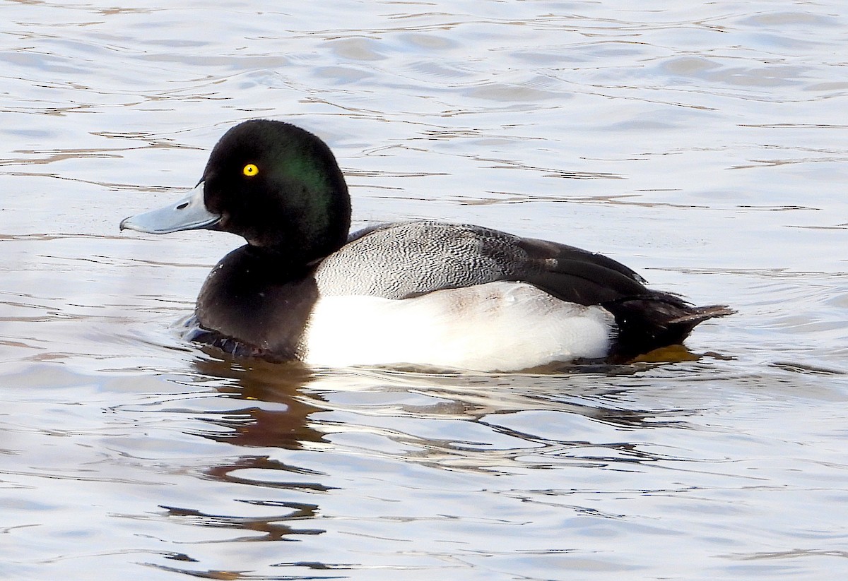 Greater Scaup - Scott Sneed