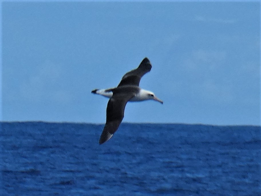 Laysan Albatross - Steve Hodges