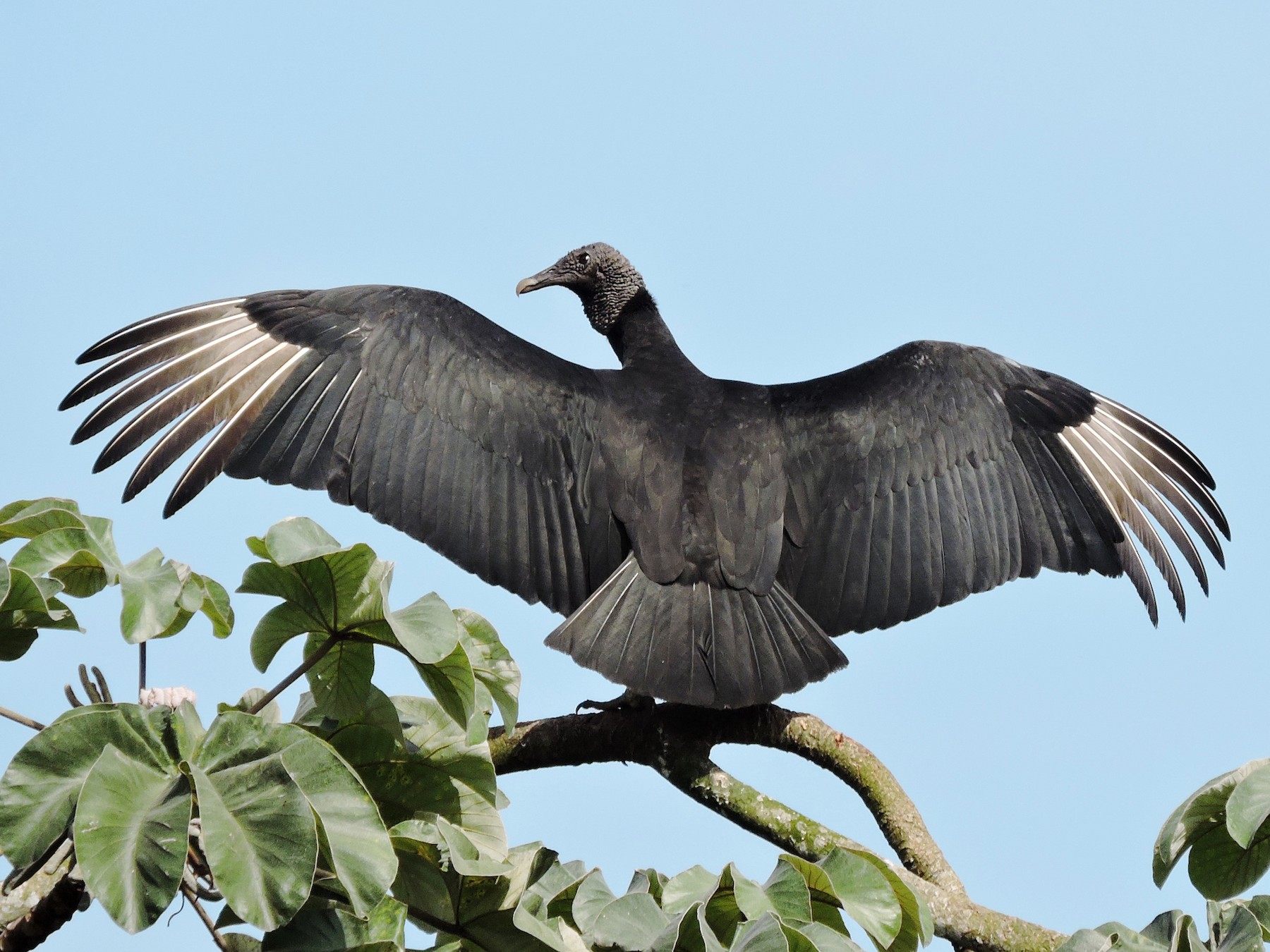 Black Vulture - Francisco Dubón