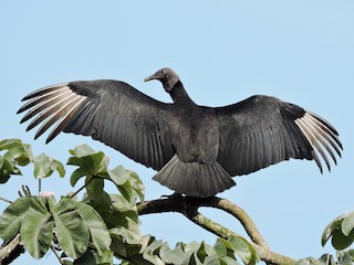 Black Vulture - eBird