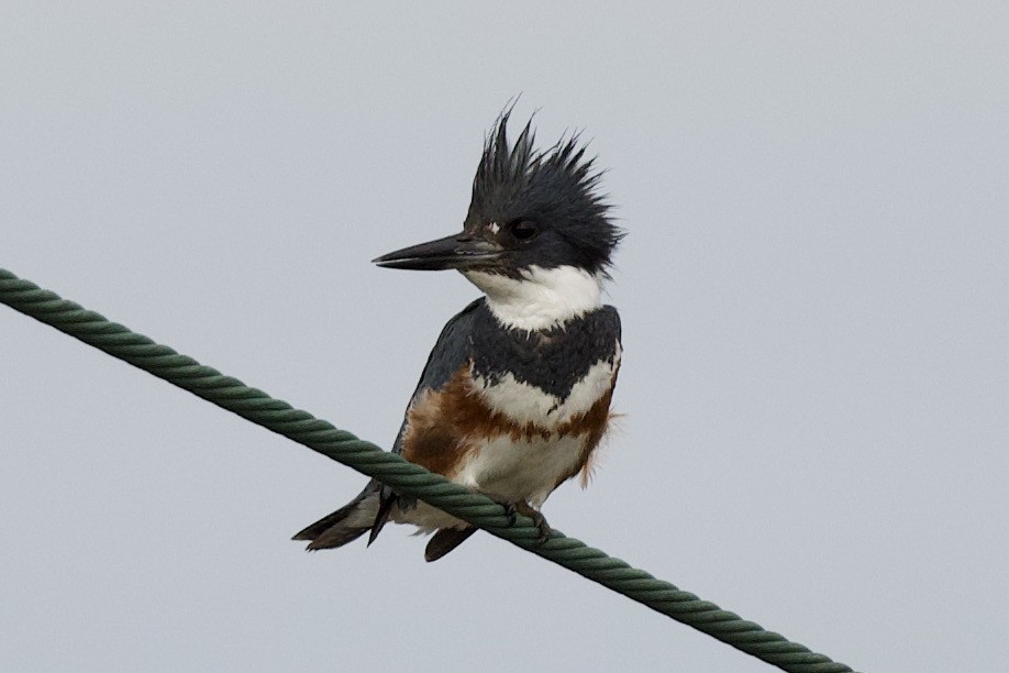 Belted Kingfisher - ML305293301