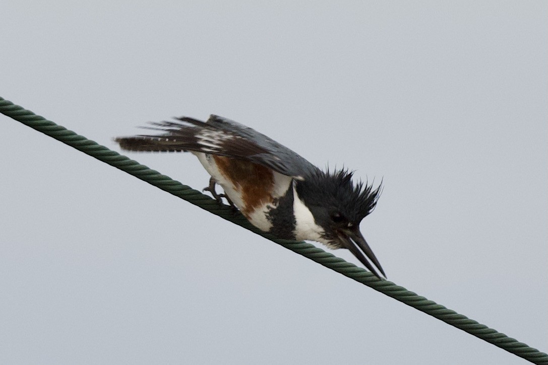 Belted Kingfisher - ML305293311