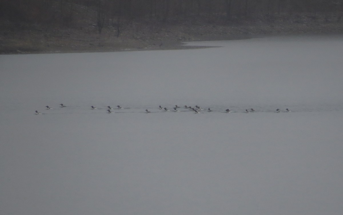 eBird Checklist - 31 Jan 2021 - FurField Dog Park - 8 species