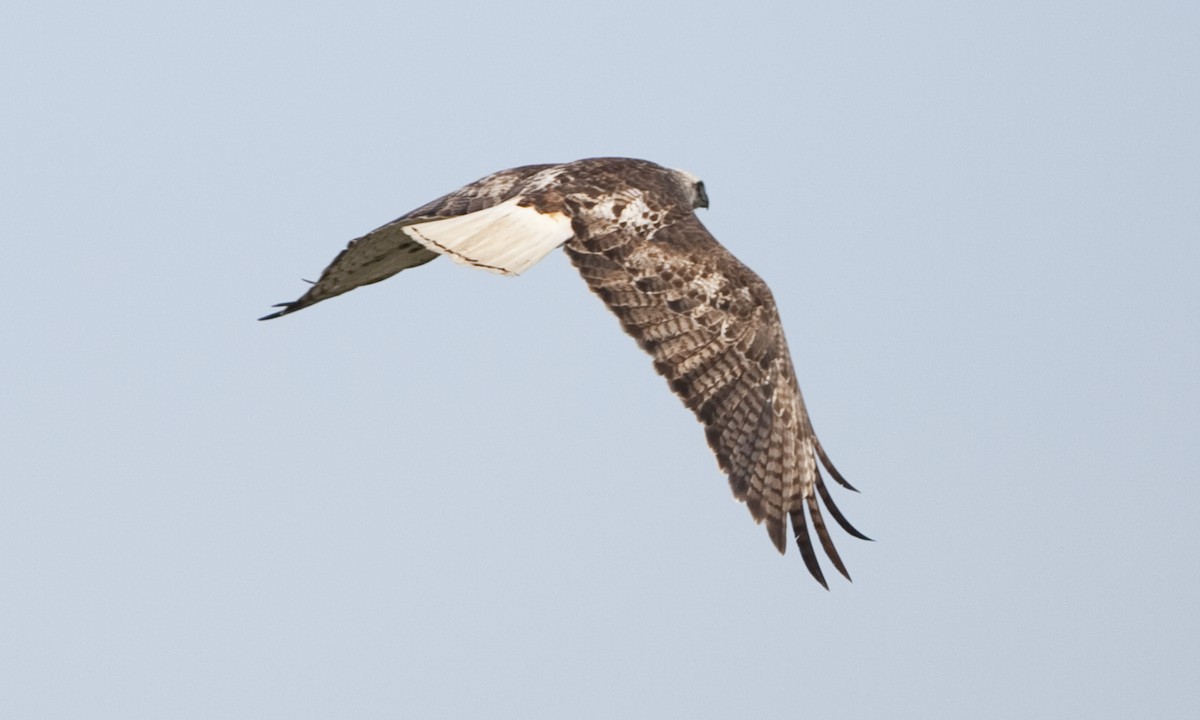 Red-tailed Hawk (Krider's) - ML30529441
