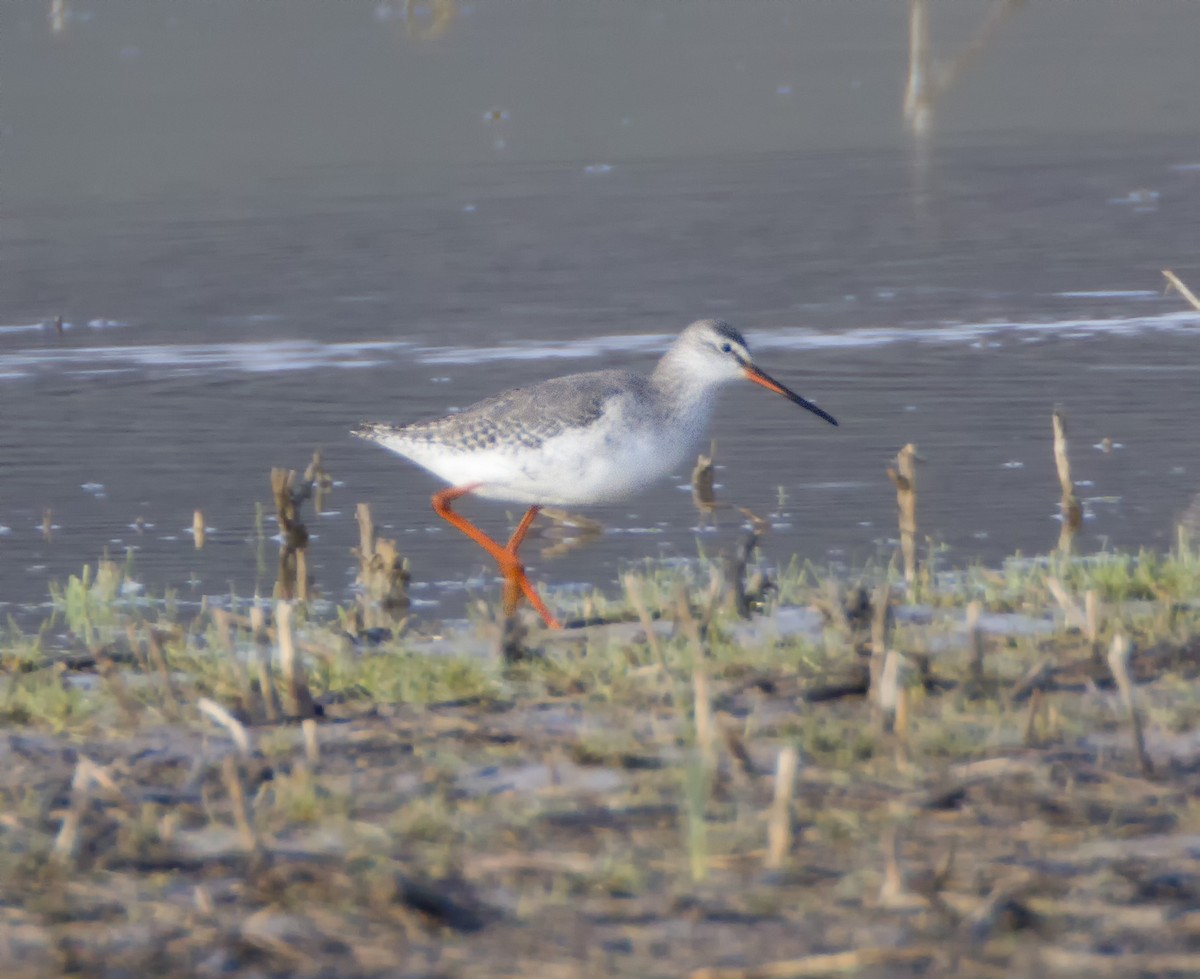 Spotted Redshank - ML30529571