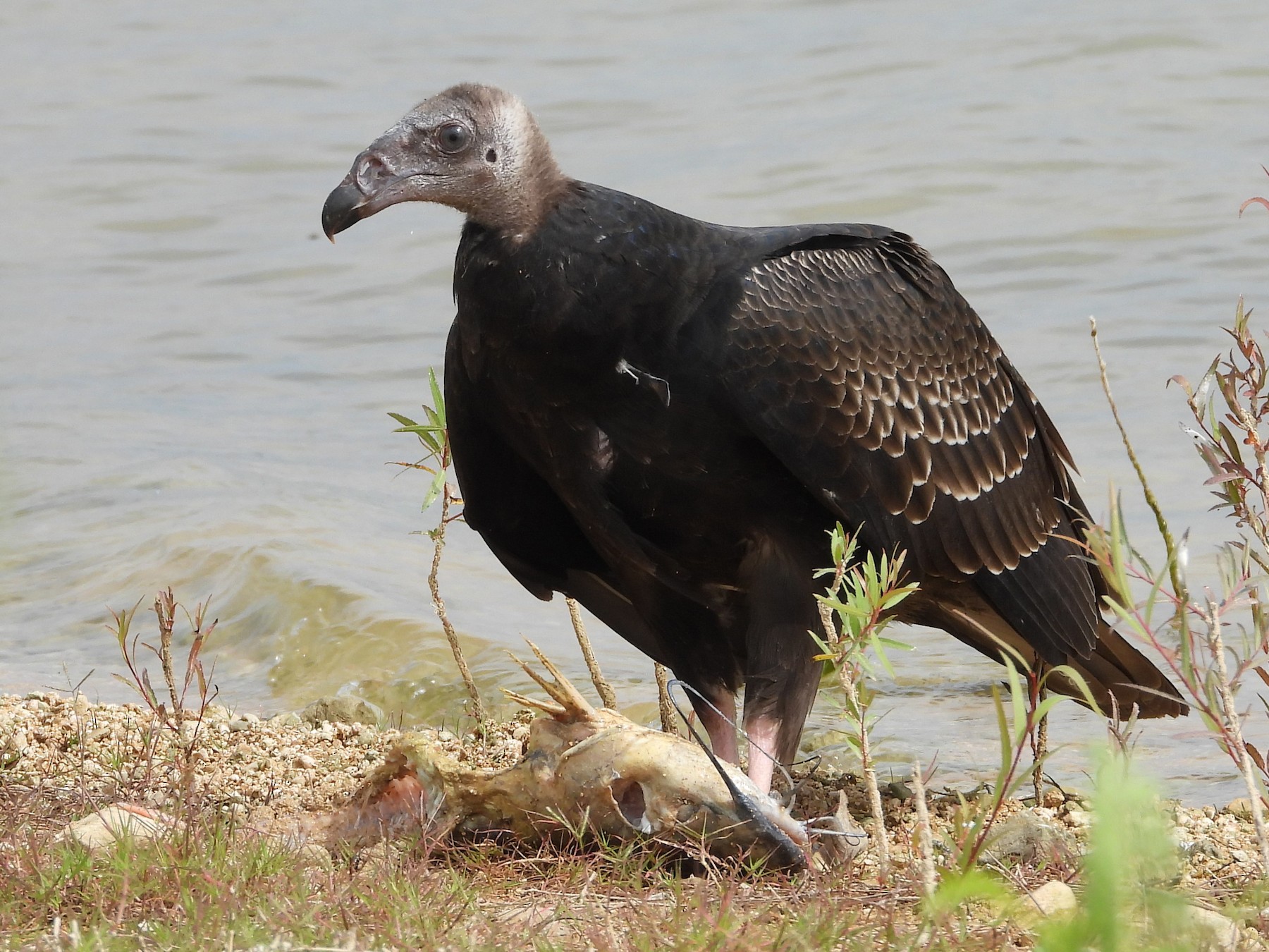 Turkey Vulture - Chris Davis