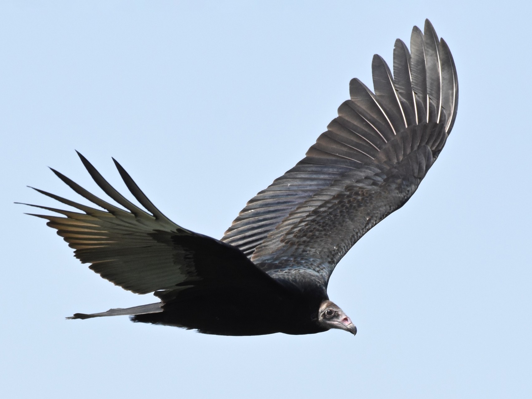 Turkey Vulture - George Gibbs