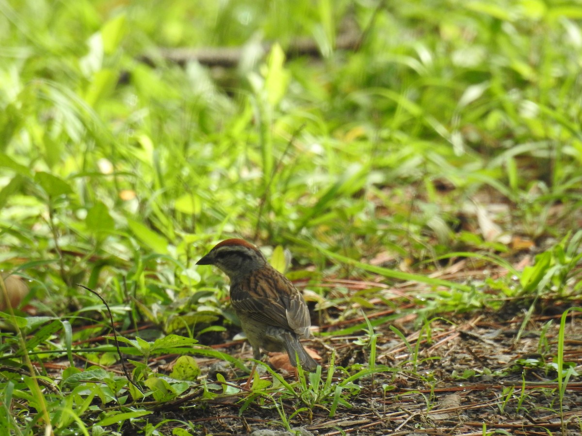 Chipping Sparrow - ML30530241