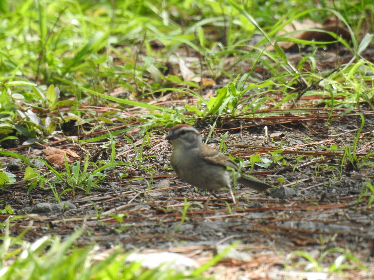 Chipping Sparrow - ML30530261