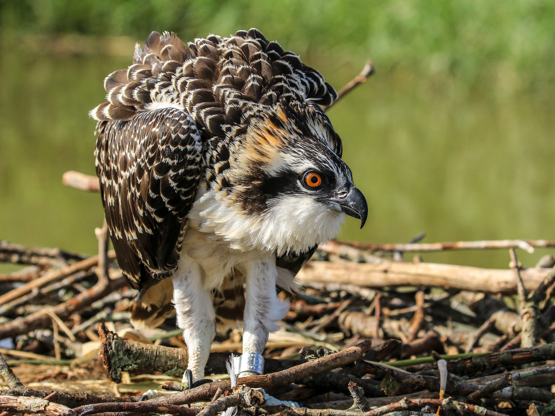 Osprey - Matt Felperin