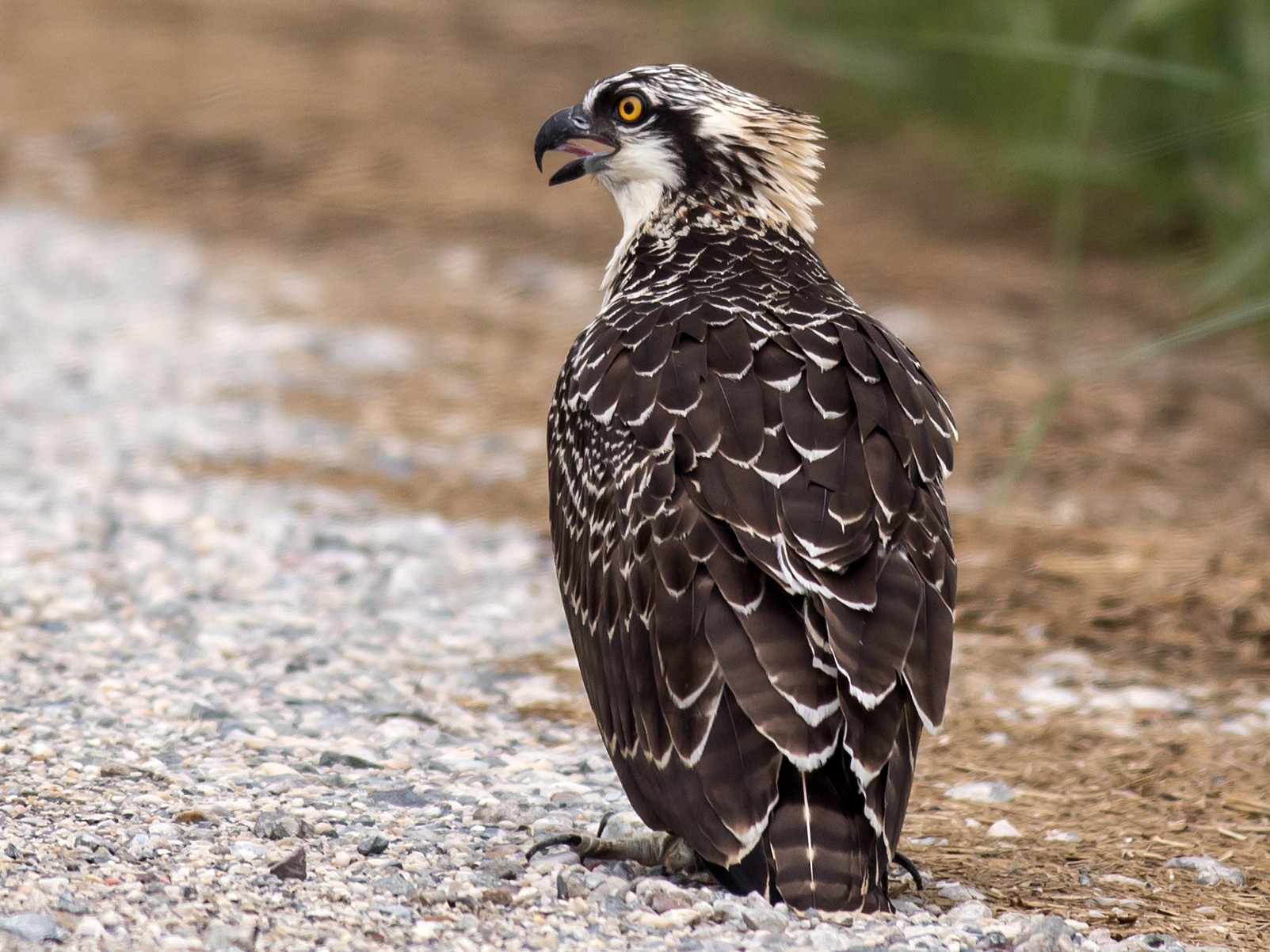 Osprey - William Keim