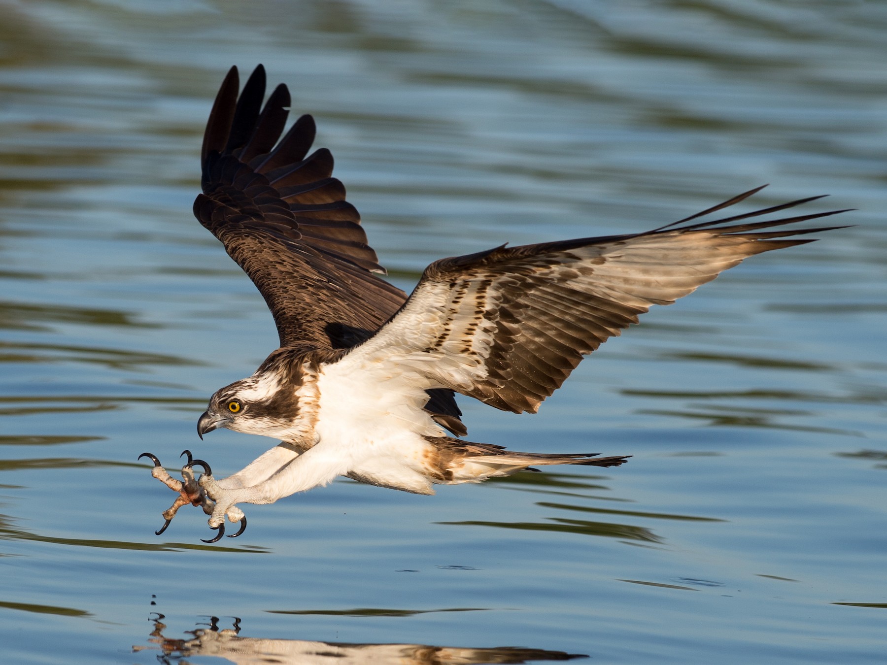 Osprey - eBird