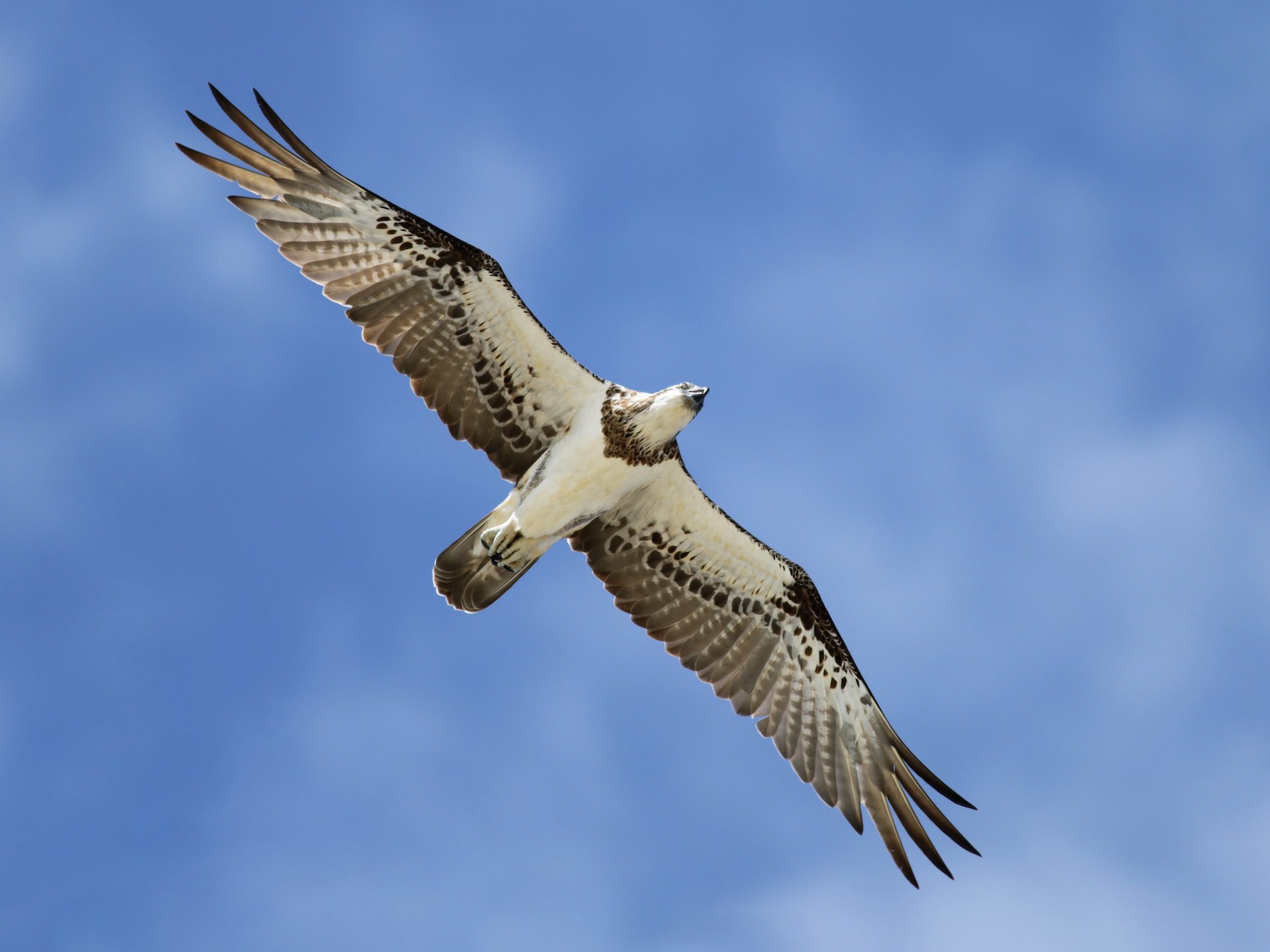 Osprey - Hans Wohlmuth