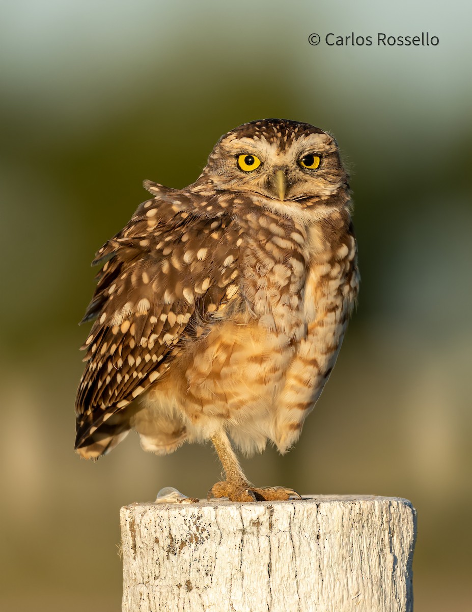 Burrowing Owl - Carlos Rossello