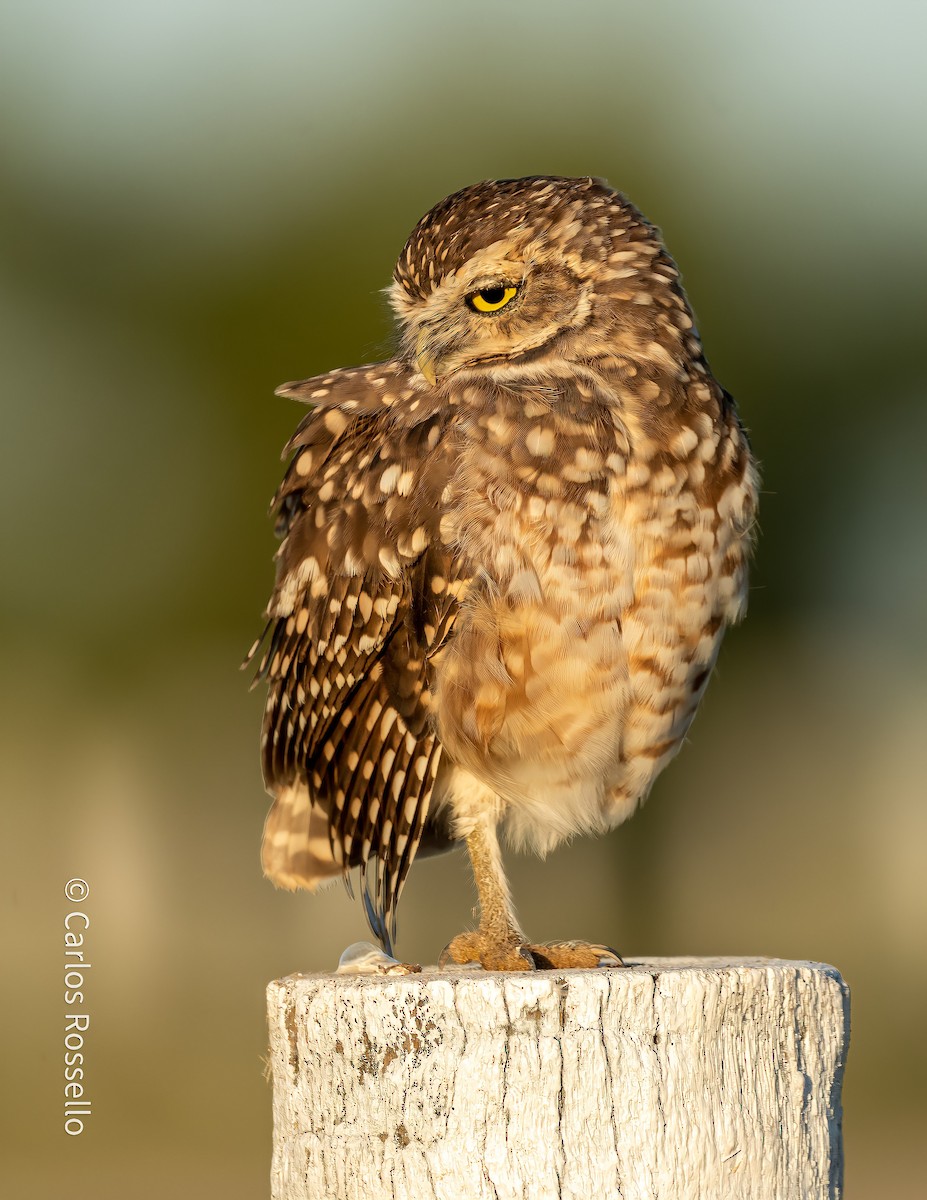 Burrowing Owl - ML305318141