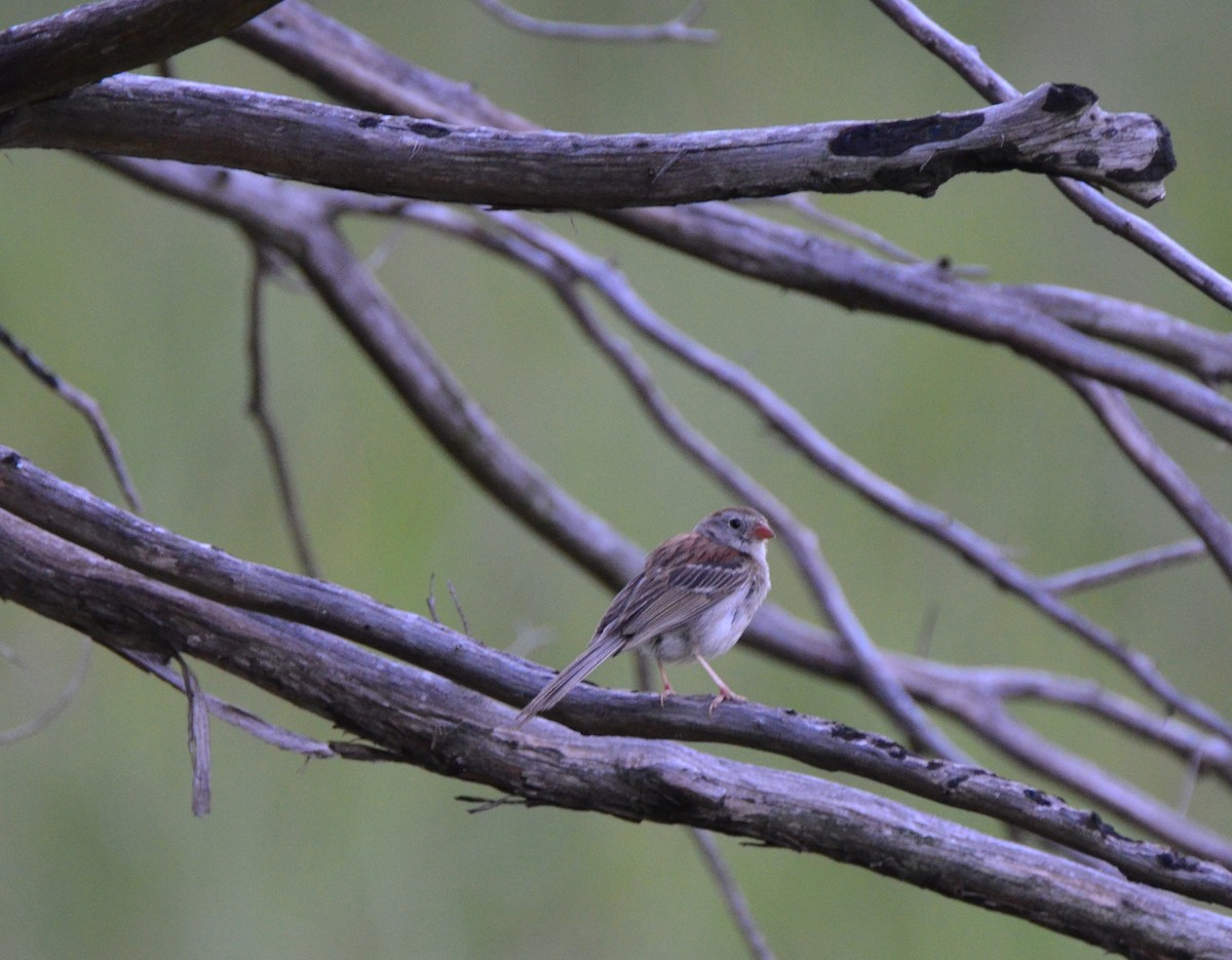 Field Sparrow - Jody Shugart
