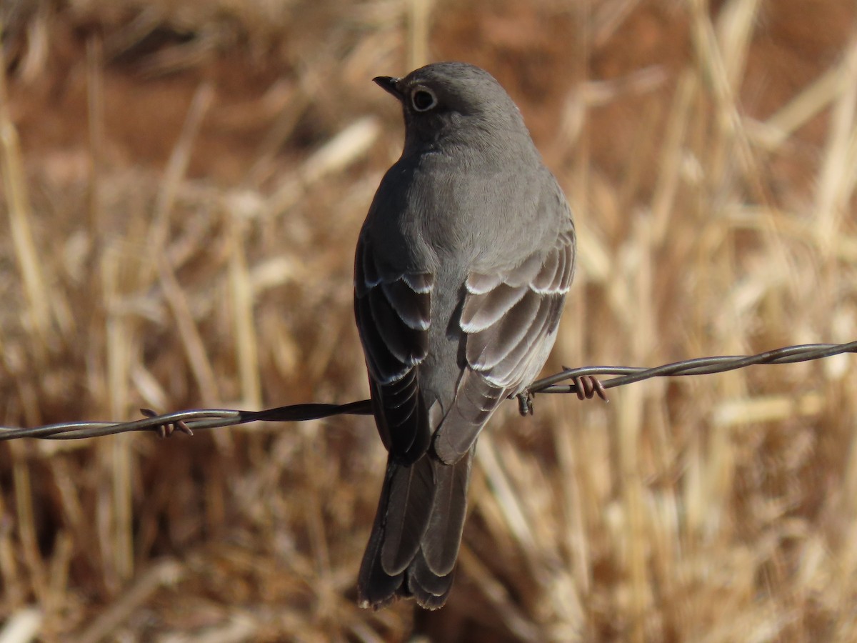 Townsend's Solitaire - ML305319971