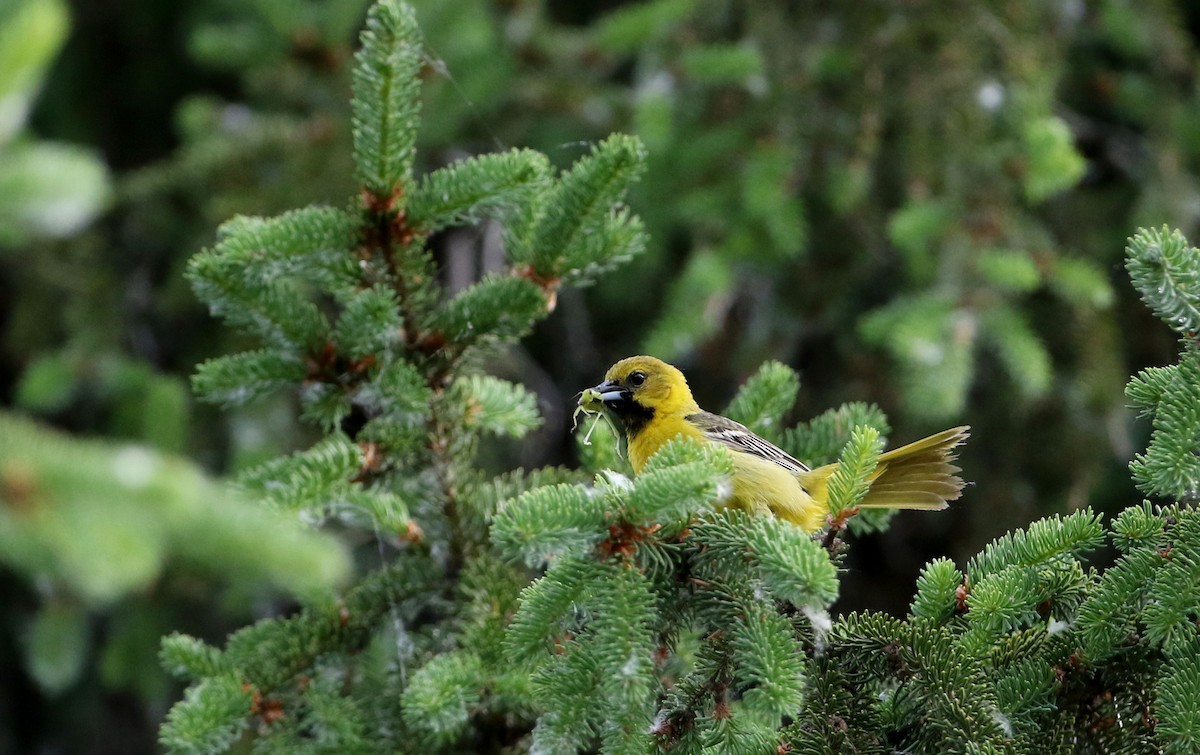 Orchard Oriole - ML30532251