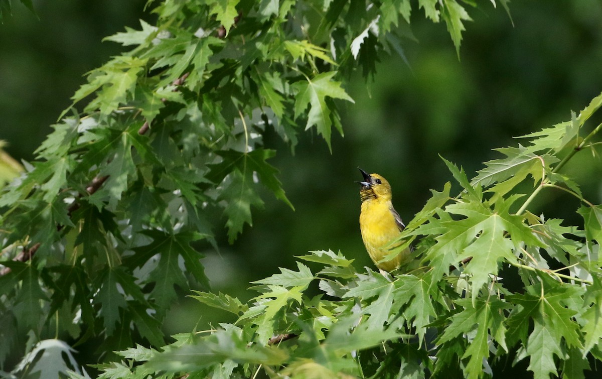 Orchard Oriole - ML30532261