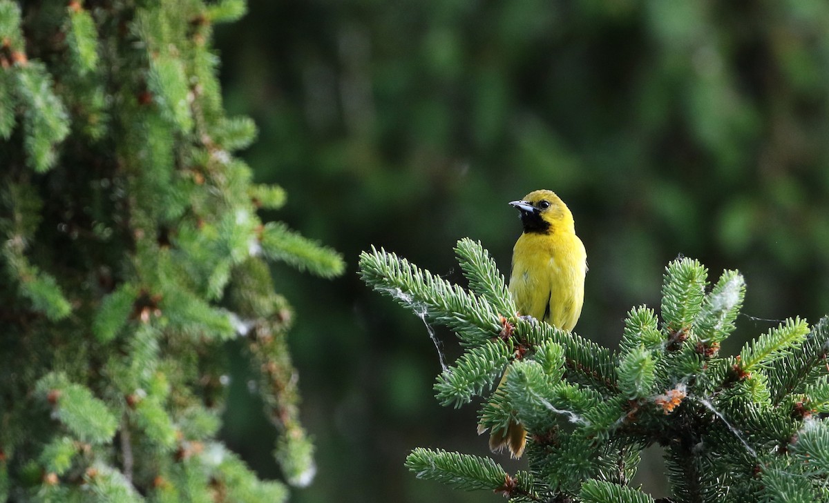 Orchard Oriole - ML30532271