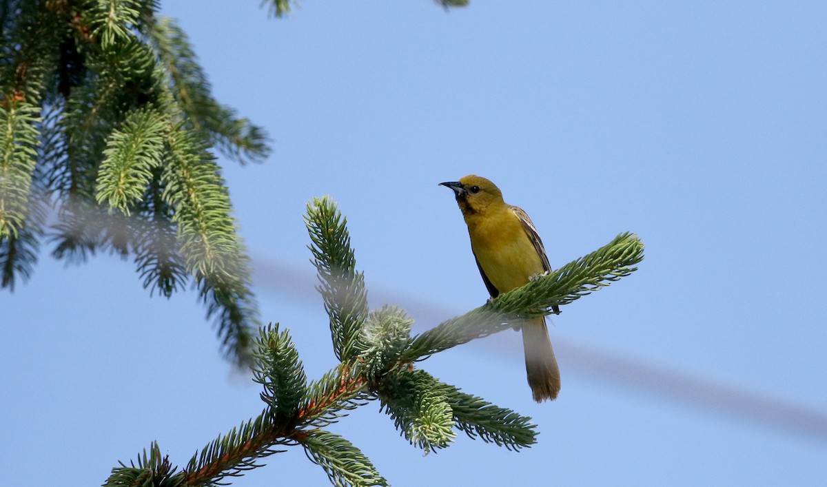 Orchard Oriole - ML30532281