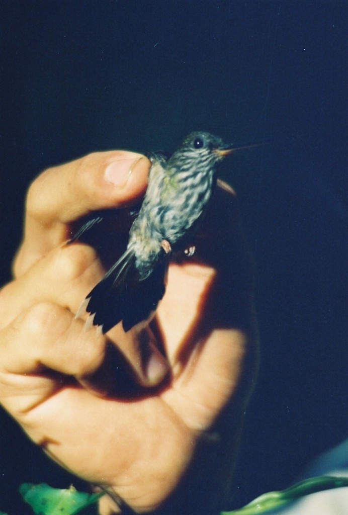 Tooth-billed Hummingbird - Diego Calderón-Franco @diegoCOLbirding