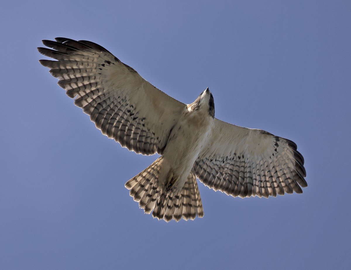 Short-tailed Hawk - ML305330171