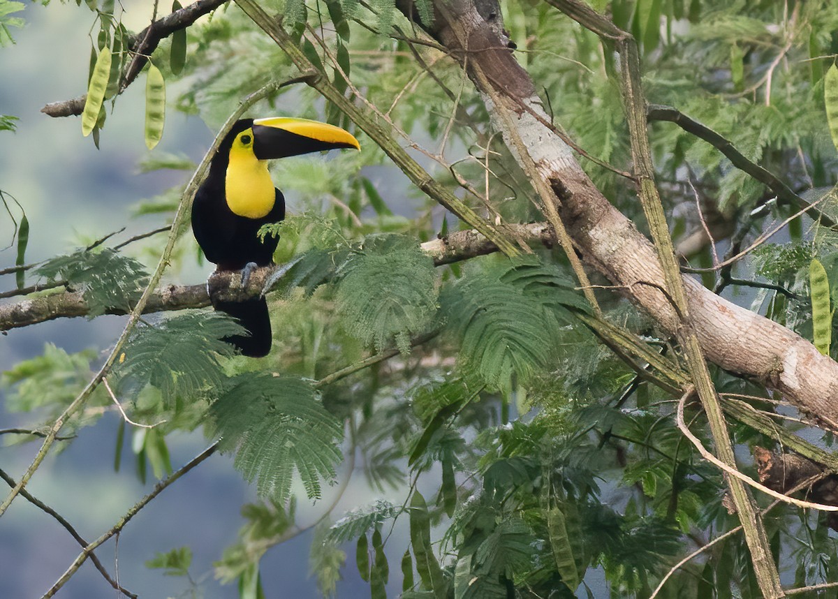Yellow-throated Toucan (Chestnut-mandibled) - ML305332871