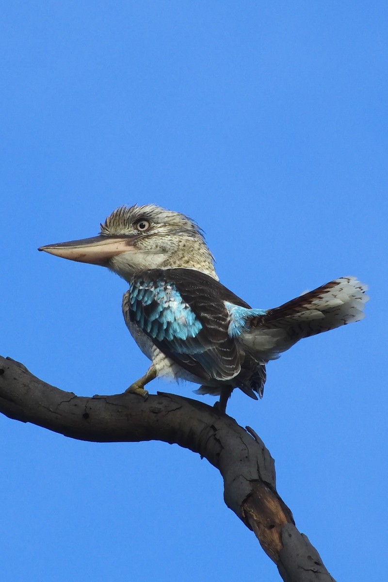Blue-winged Kookaburra - ML305334071