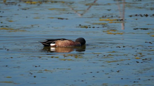 Blue-winged Teal - ML305335051