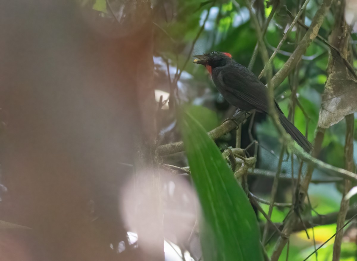 Sooty Ant-Tanager - ML305335701