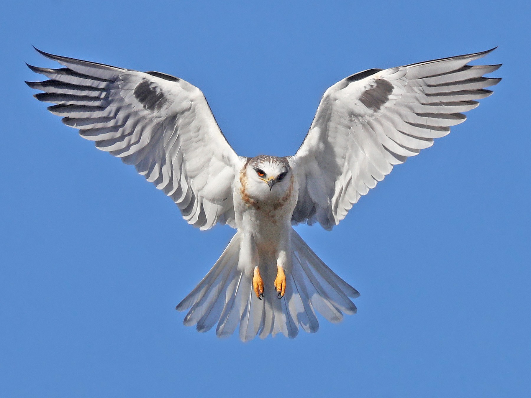 White Kite Animal Bird