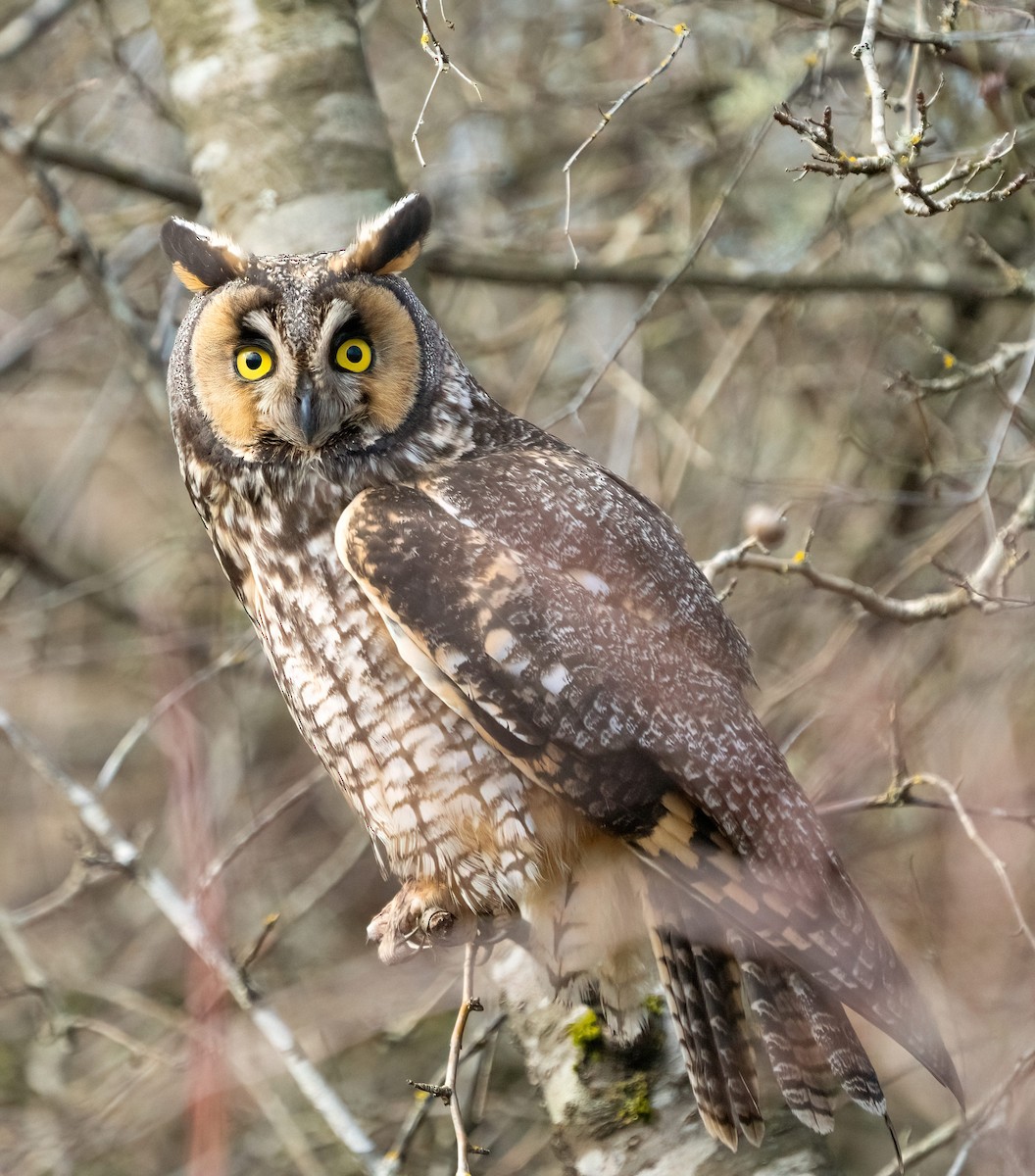 Long-eared Owl - ML305344121