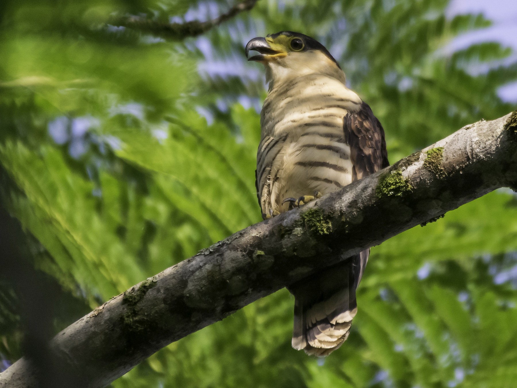 Hook-billed Kite - Zandro Armas Moreno