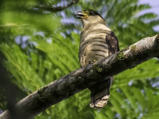  - Hook-billed Kite