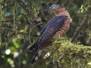  - Hook-billed Kite