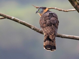  - Hook-billed Kite