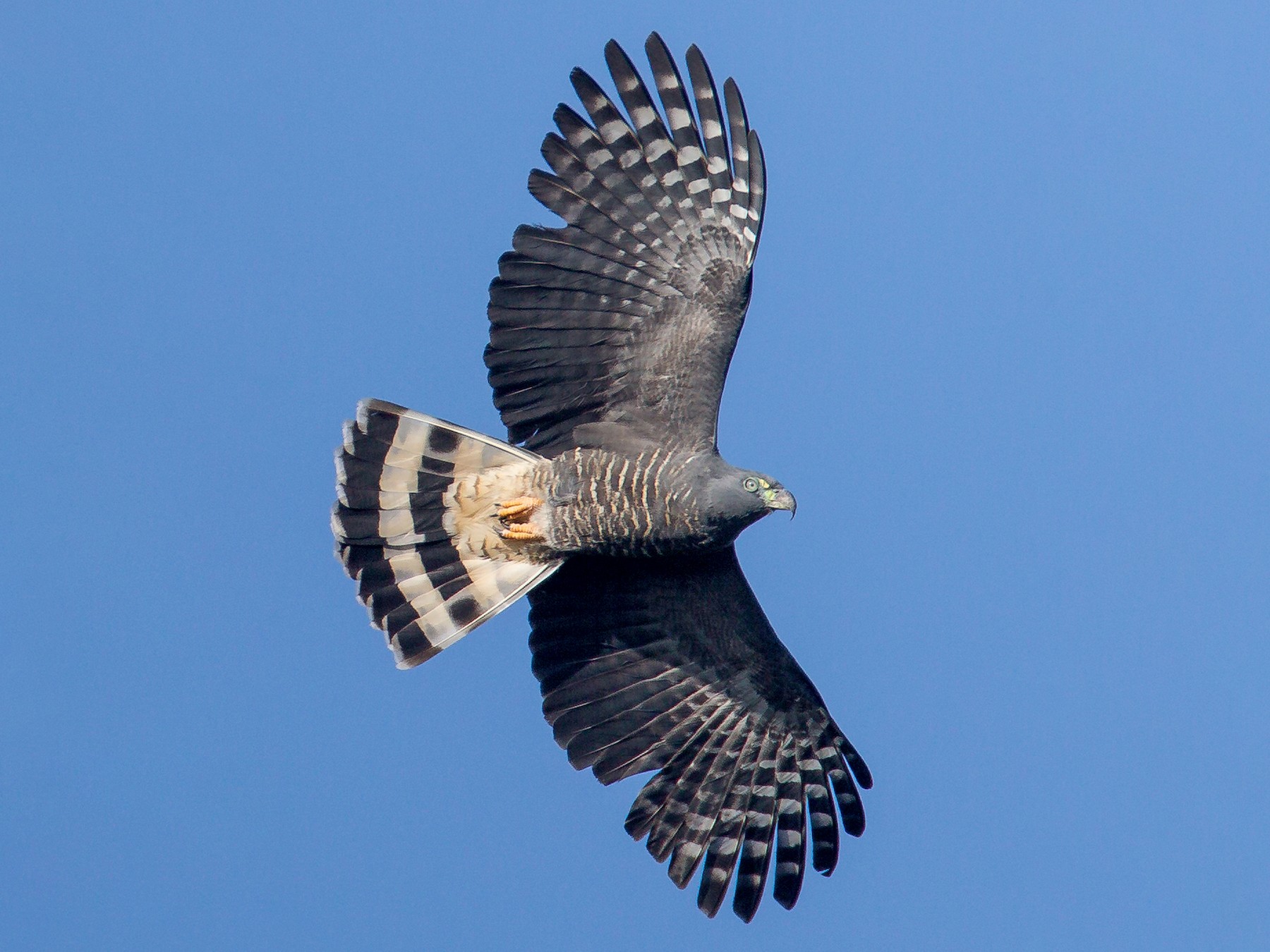 Hook-billed Kite - Marvin Pfeiffer