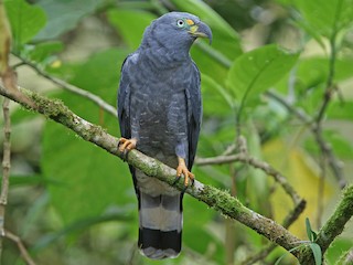 Männchen (Hook-billed) - Christoph Moning - ML305346681