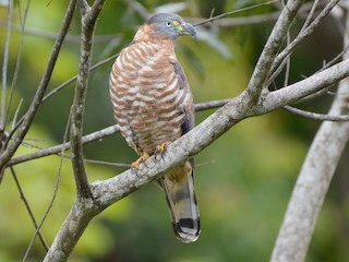  - Hook-billed Kite