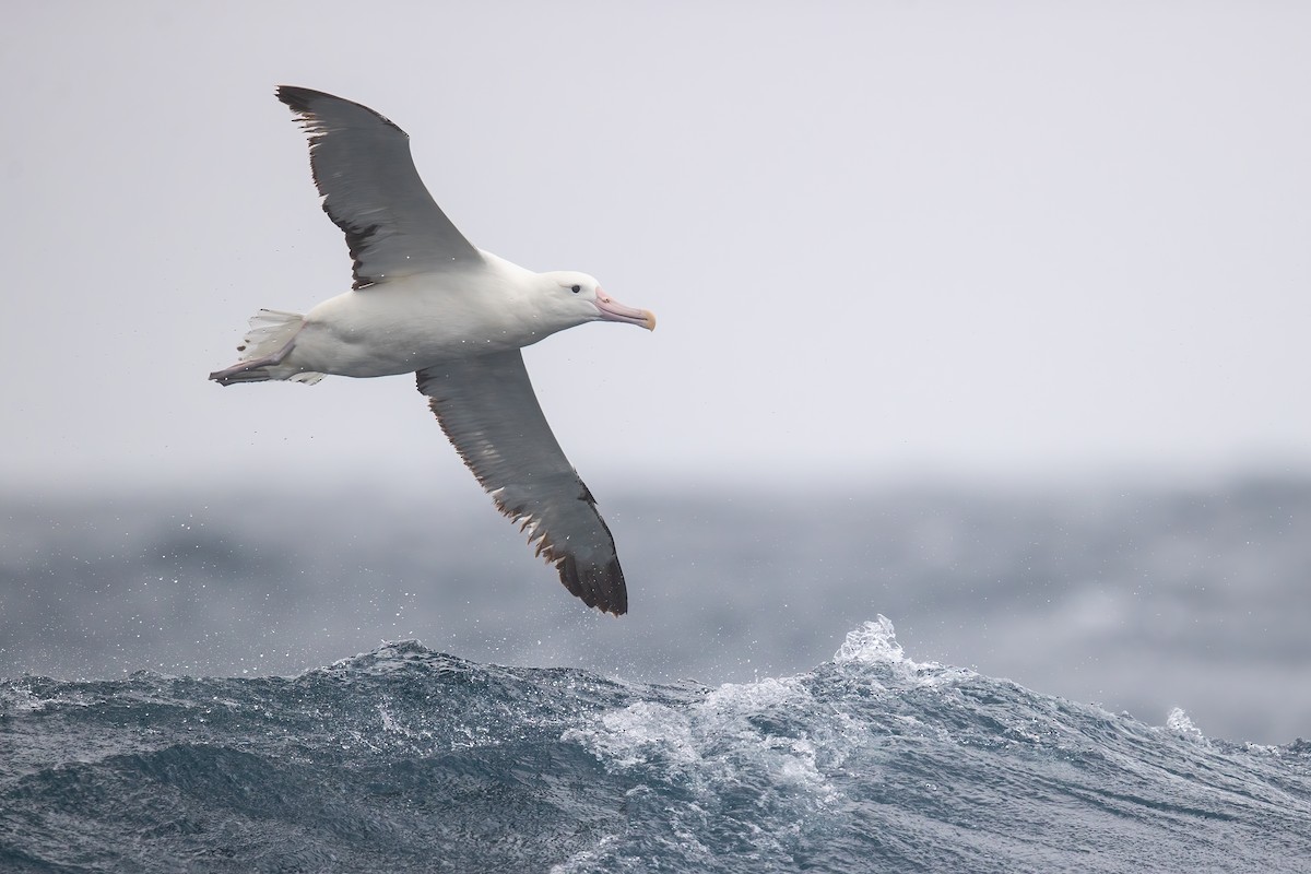 albatros královský - ML305348951