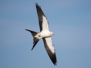  - Swallow-tailed Kite