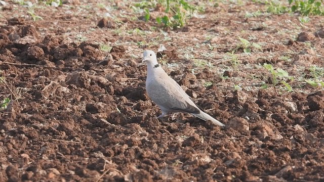 Eurasian Collared-Dove - ML305352211