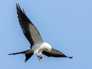  - Swallow-tailed Kite